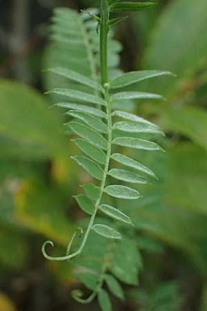 Vicia cracca \ Vogel-Wicke / Tufted Vetch, A Kaprun 10.8.2025