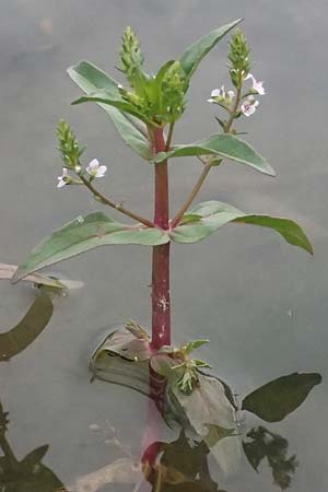 Veronica catenata \ Blasser Gauchheil-Ehrenpreis, Roter Wasser-Ehrenpreis / Pink Water Speedwell, A Michelstetten 12.6.2026