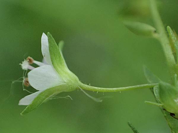 Veronica catenata \ Blasser Gauchheil-Ehrenpreis, Roter Wasser-Ehrenpreis / Pink Water Speedwell, A Staatz 12.6.2026
