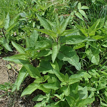 Verbascum chaixii subsp. austriacum \ &Ouml;sterreicher K�nigskerze / Austrian Mullein, A Ehrenhausen 16.6.2026