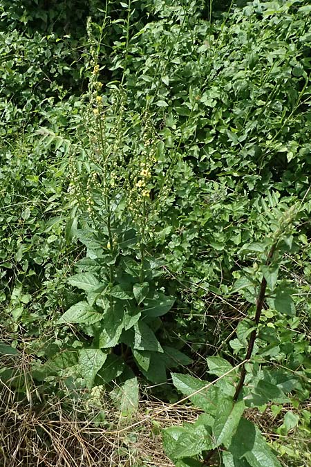 Verbascum chaixii subsp. austriacum \ &Ouml;sterreicher K�nigskerze / Austrian Mullein, A Ehrenhausen 16.6.2026