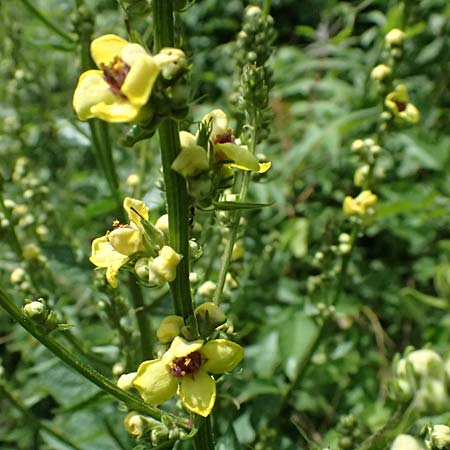 Verbascum chaixii subsp. austriacum \ &Ouml;sterreicher K�nigskerze / Austrian Mullein, A Ehrenhausen 16.6.2026