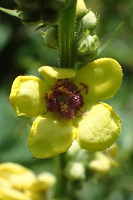 Verbascum chaixii subsp. austriacum \ &Ouml;sterreicher K�nigskerze / Austrian Mullein, A Ehrenhausen 16.6.2026