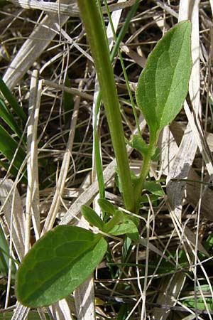 Valeriana dioica \ Sumpf-Baldrian / Marsh Valerian, A Reutte 25.5.2008