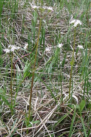 Valeriana dioica \ Sumpf-Baldrian / Marsh Valerian, A Reutte 25.5.2008