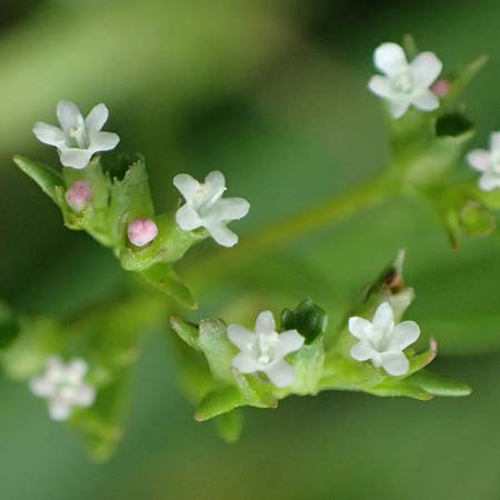 Valerianella dentata \ Gez�hnter Feld-Salat / Narrowfruit Corn Salad, A Ladendorf 12.6.2026