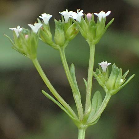 Valerianella dentata \ Gez�hnter Feld-Salat / Narrowfruit Corn Salad, A Ladendorf 12.6.2026