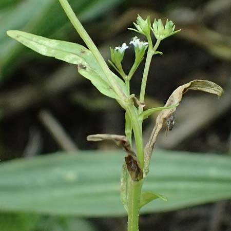 Valerianella dentata \ Gez�hnter Feld-Salat / Narrowfruit Corn Salad, A Ladendorf 12.6.2026