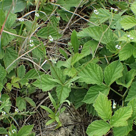 Valerianella dentata \ Gez�hnter Feld-Salat / Narrowfruit Corn Salad, A Ladendorf 12.6.2026