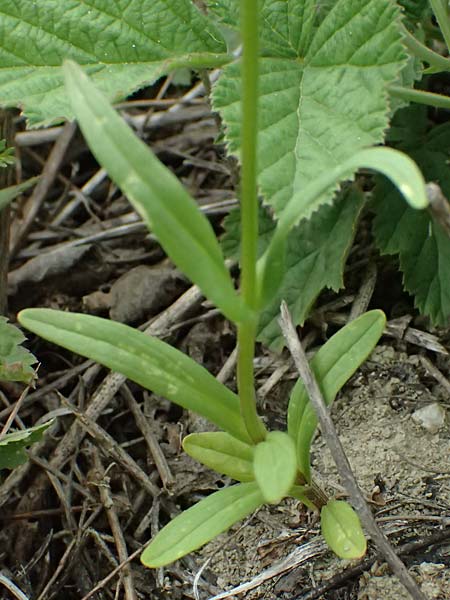 Valerianella dentata \ Gez�hnter Feld-Salat / Narrowfruit Corn Salad, A Ladendorf 12.6.2026