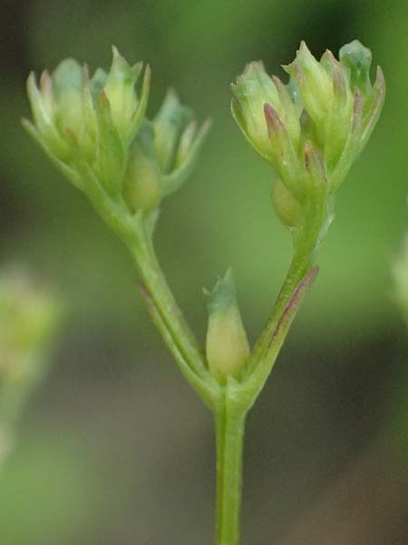 Valerianella dentata \ Gez�hnter Feld-Salat / Narrowfruit Corn Salad, A Ladendorf 12.6.2026