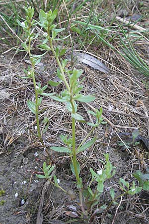 Veronica peregrina \ Fremder Ehrenpreis / American Speedwell, A Bregenz 21.4.2007