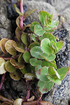 Veronica beccabunga \ Bachbunge / Brooklime, A Bregenz 5.5.2007