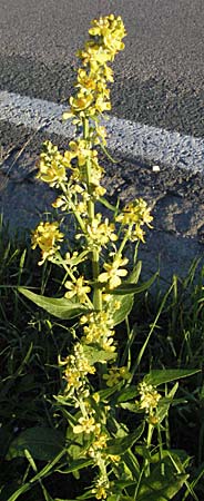 Verbascum lychnitis \ Mehlige Knigskerze / White Mullein, A Klaus 13.7.2007