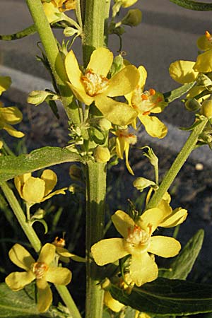 Verbascum lychnitis \ Mehlige Knigskerze / White Mullein, A Klaus 13.7.2007