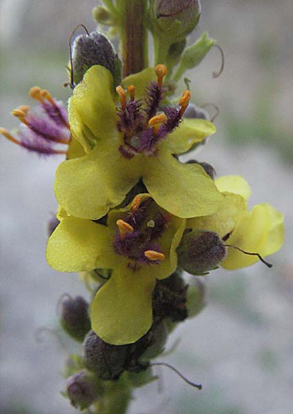Verbascum alpinum \ Alpen-K�nigskerze, Woll-K�nigskerze / Alpine Mullein, A Hengstpass 14.7.2007