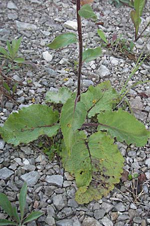 Verbascum alpinum \ Alpen-K�nigskerze, Woll-K�nigskerze / Alpine Mullein, A Hengstpass 14.7.2007