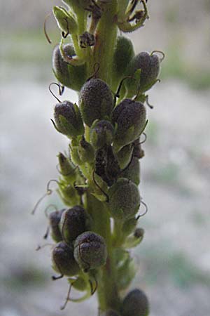 Verbascum alpinum \ Alpen-K�nigskerze, Woll-K�nigskerze / Alpine Mullein, A Hengstpass 14.7.2007