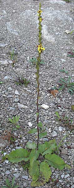 Verbascum alpinum \ Alpen-K�nigskerze, Woll-K�nigskerze / Alpine Mullein, A Hengstpass 14.7.2007