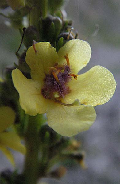 Verbascum alpinum \ Alpen-K�nigskerze, Woll-K�nigskerze / Alpine Mullein, A Hengstpass 14.7.2007