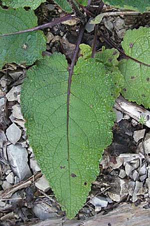 Verbascum alpinum \ Alpen-K�nigskerze, Woll-K�nigskerze / Alpine Mullein, A Hengstpass 14.7.2007