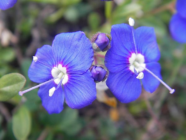 Veronica fruticans \ Felsen-Ehrenpreis / Rock Speedwell, A Kärnten/Carinthia, Petzen 2.7.2010