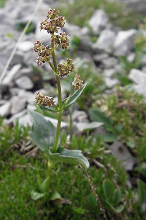 Valeriana elongata \ Ostalpen-Baldrian / Elongated Valerian, A K&auml;rnten/Carinthia, Petzen 2.7.2010