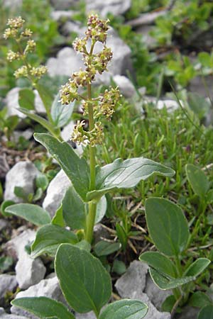 Valeriana elongata \ Ostalpen-Baldrian / Elongated Valerian, A K&auml;rnten/Carinthia, Petzen 2.7.2010