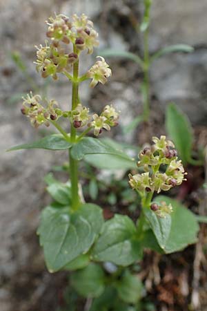 Valeriana elongata \ Ostalpen-Baldrian / Elongated Valerian, A Osttirol, Porze 13.7.2019