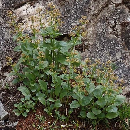 Valeriana elongata \ Ostalpen-Baldrian / Elongated Valerian, A Osttirol, Porze 13.7.2019
