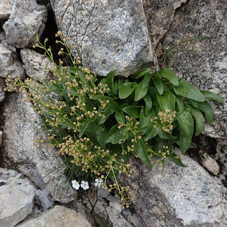 Valeriana elongata \ Ostalpen-Baldrian / Elongated Valerian, A Osttirol, Porze 13.7.2019