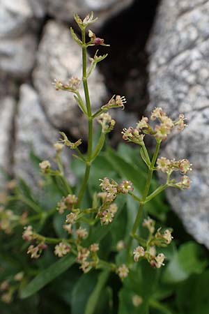 Valeriana elongata \ Ostalpen-Baldrian / Elongated Valerian, A Osttirol, Porze 13.7.2019