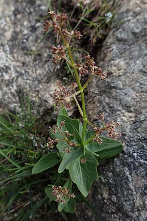 Valeriana elongata \ Ostalpen-Baldrian / Elongated Valerian, A Osttirol, Porze 13.7.2019