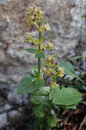 Valeriana elongata \ Ostalpen-Baldrian / Elongated Valerian, A Osttirol, Porze 13.7.2019
