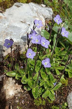 Veronica aphylla \ Nacktstiel-Ehrenpreis, Blattloser Ehrenpreis / Leafless-Stemmed Speedwell, A Rax 28.6.2020