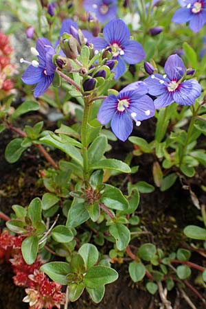 Veronica fruticans \ Felsen-Ehrenpreis / Rock Speedwell, A Schneealpe 30.6.2020