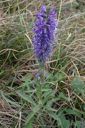 Veronica spicata \ hriger Blauweiderich, hriger Ehrenpreis / Spiked Speedwell, A Hainburg 25.9.2022