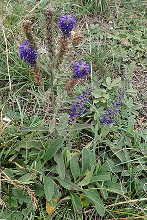 Veronica spicata \ hriger Blauweiderich, hriger Ehrenpreis / Spiked Speedwell, A Hainburg 25.9.2022