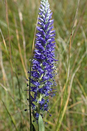 Veronica spicata \ hriger Blauweiderich, hriger Ehrenpreis / Spiked Speedwell, A Hainburg 8.7.2023