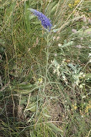 Veronica spicata \ hriger Blauweiderich, hriger Ehrenpreis / Spiked Speedwell, A Hainburg 8.7.2023