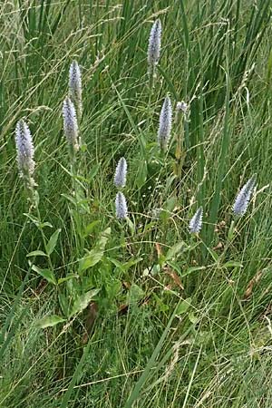 Veronica spicata \ hriger Blauweiderich, hriger Ehrenpreis / Spiked Speedwell, A Weiden am Neusiedler See 12.7.2013