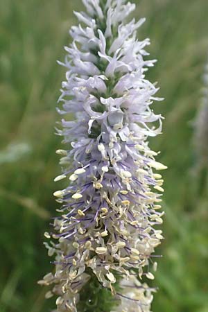 Veronica spicata \ hriger Blauweiderich, hriger Ehrenpreis / Spiked Speedwell, A Weiden am Neusiedler See 12.7.2013