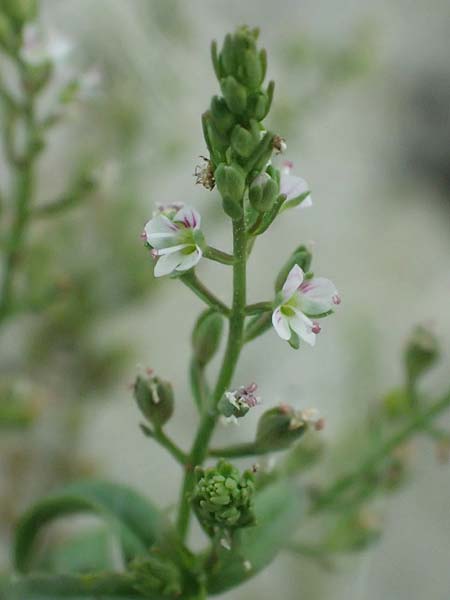Veronica anagallis-aquatica \ Blauer Gauchheil-Ehrenpreis, Blauer Wasser-Ehrenpreis / Blue Water Speedwell, A St. Andrä 12.7.2023