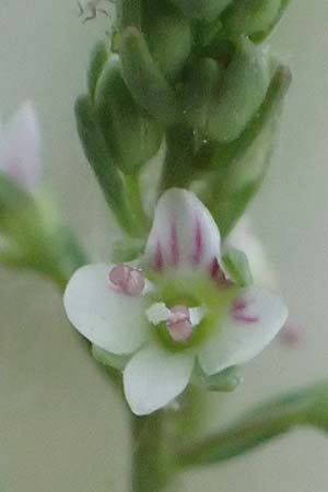 Veronica anagallis-aquatica \ Blauer Gauchheil-Ehrenpreis, Blauer Wasser-Ehrenpreis / Blue Water Speedwell, A St. Andrä 12.7.2023