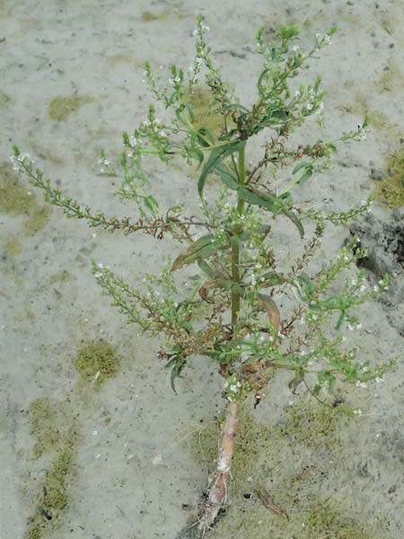 Veronica anagallis-aquatica \ Blauer Gauchheil-Ehrenpreis, Blauer Wasser-Ehrenpreis / Blue Water Speedwell, A St. Andrä 12.7.2023