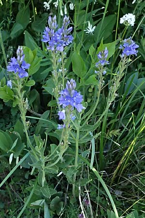 Veronica austriaca \ sterreicher Ehrenpreis / Austrian Speedwell, A Hainburg 10.5.2025