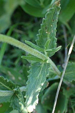 Veronica austriaca \ sterreicher Ehrenpreis / Austrian Speedwell, A Hainburg 10.5.2025