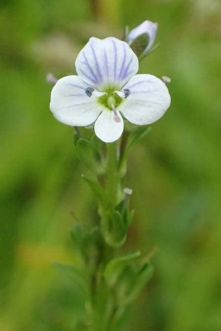 Veronica serpyllifolia \ Quendelbl�ttriger Ehrenpreis, Thymian-Ehrenpreis / Thyme-Leaved Speedwell, A Felbertauern Nordportal 18.6.2026