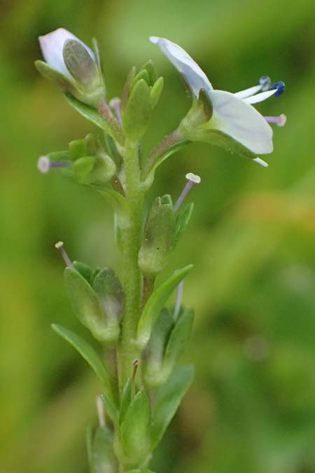 Veronica serpyllifolia \ Quendelbl�ttriger Ehrenpreis, Thymian-Ehrenpreis / Thyme-Leaved Speedwell, A Felbertauern Nordportal 18.6.2026