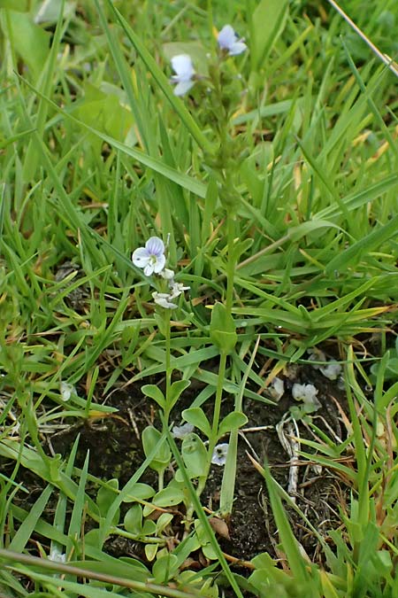 Veronica serpyllifolia \ Quendelbl�ttriger Ehrenpreis, Thymian-Ehrenpreis / Thyme-Leaved Speedwell, A Felbertauern Nordportal 18.6.2026
